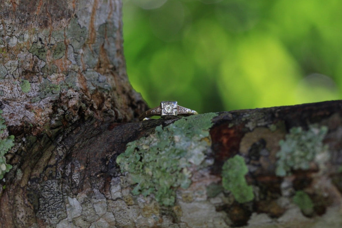 1930s Art Deco ArtCarved 14K two-tone diamond ring with old European cut, photographed on tree branch with green background